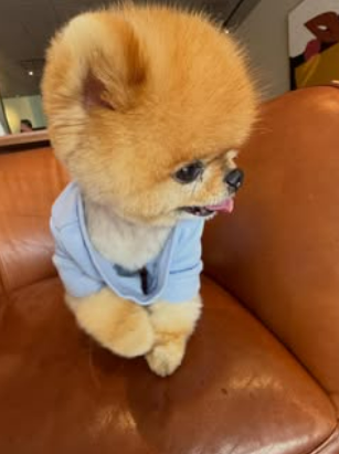 Jiffpom in blue hoodie